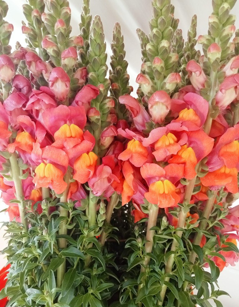 Pink and apricot snapdragons