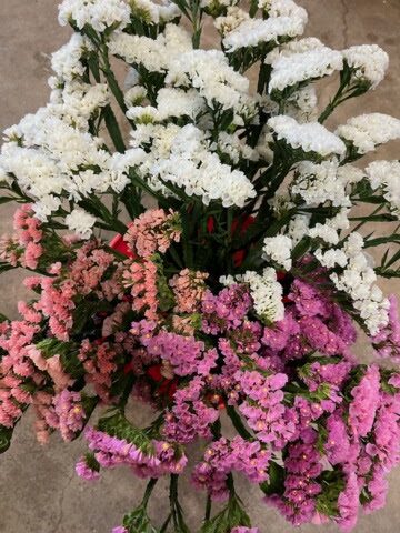 Statice bunch in white, pink and purple