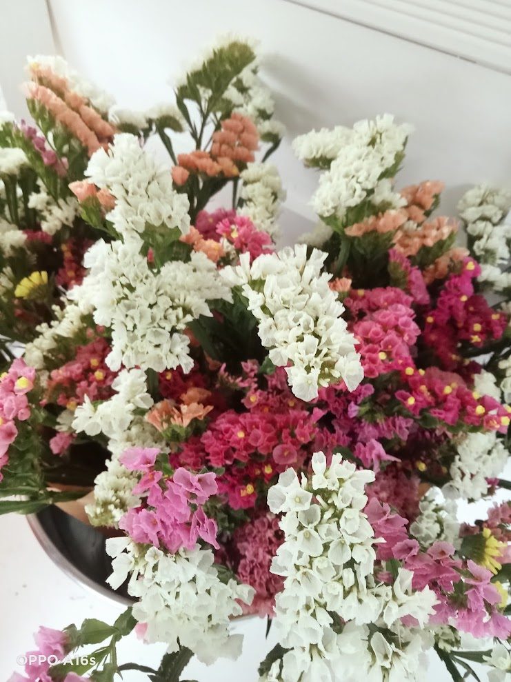 White and pink statice in the field