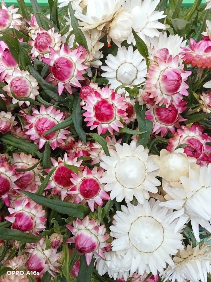 White and pink strawflowers
