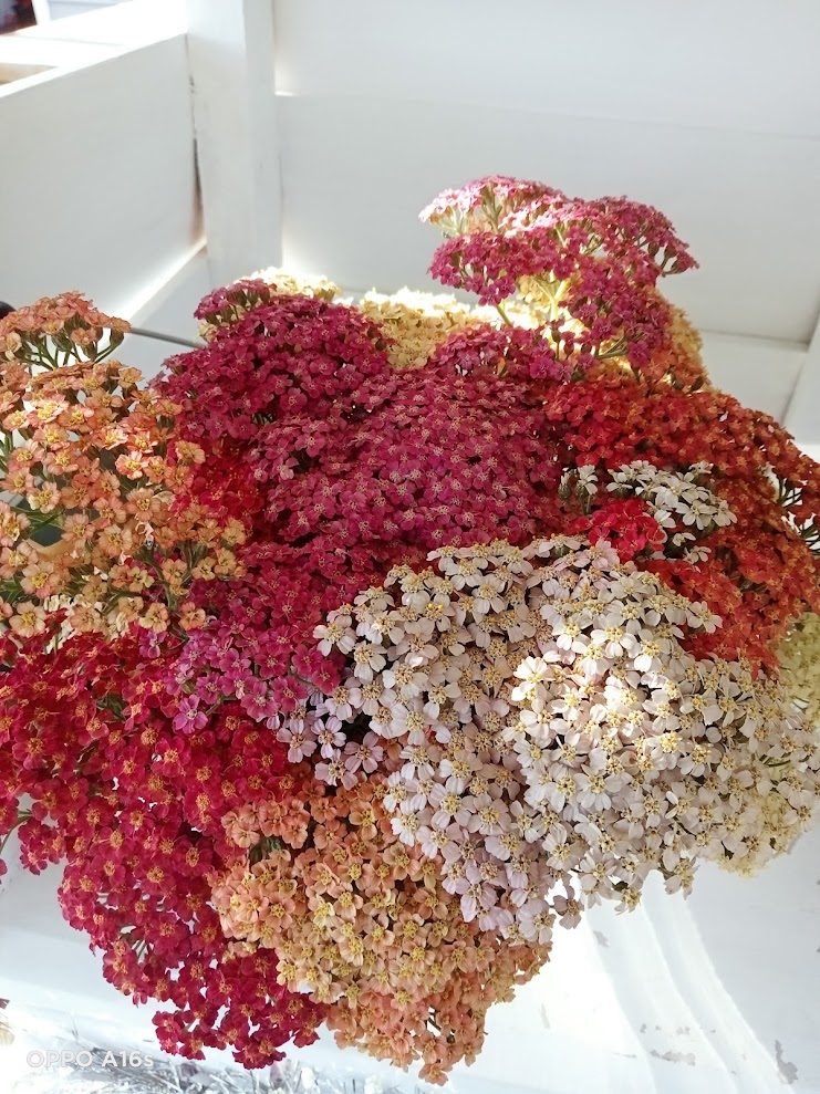 Yarrow in cream, peach and crimson