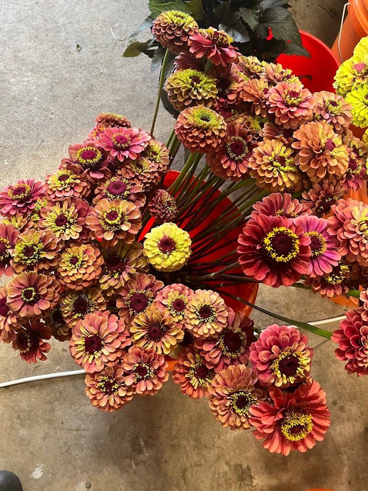 Cut zinnias in a picking bucket