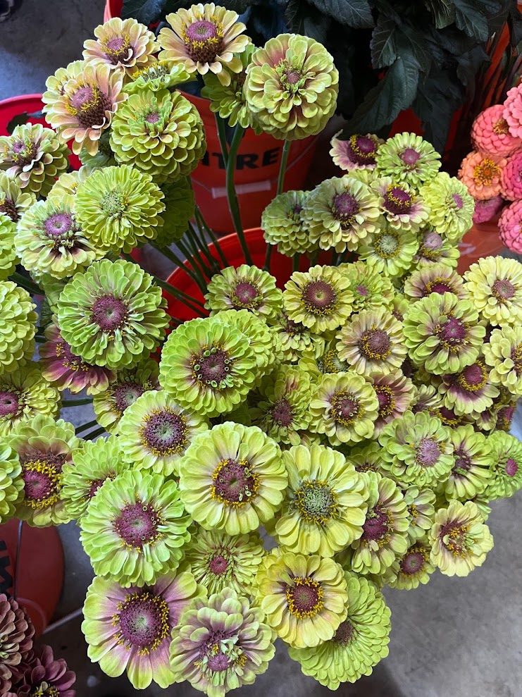 Lime zinnias in a picking bucket