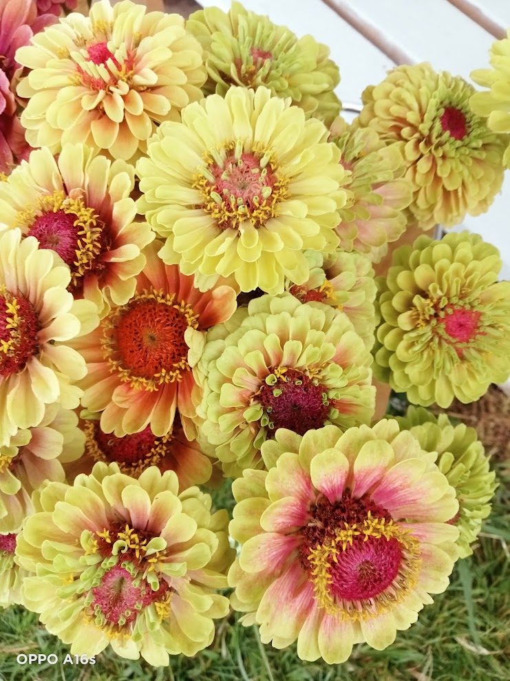 Lime and blush zinnias from the rows