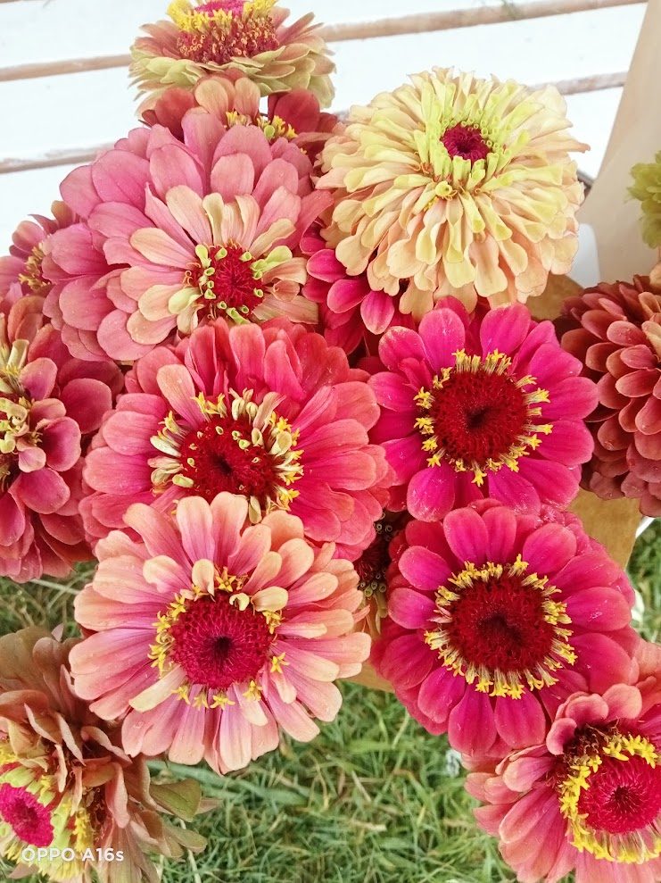 Pink and coral zinnias