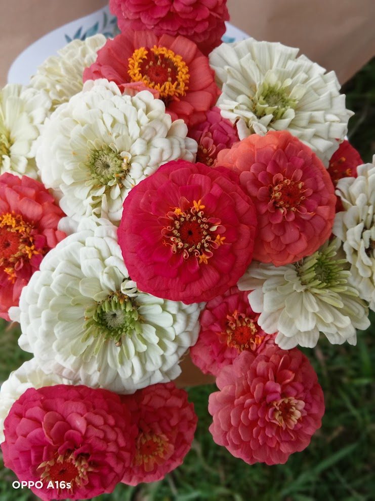 Red, coral and white zinnias ready for a wedding or event